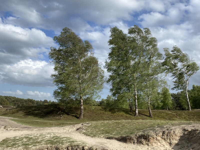 Rij berkenbomen in de wind