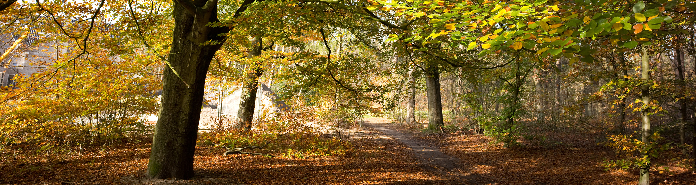 Bos in herfstkleuren