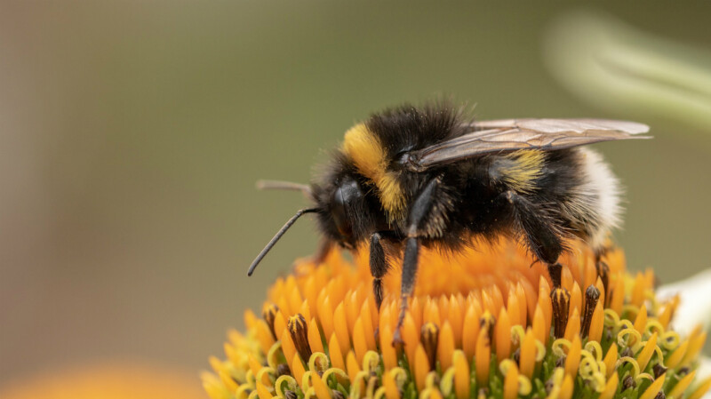 Hommel op een oranje-gele bloem