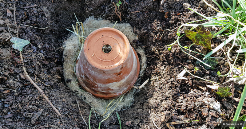 Afbeelding hommelpot- pot op zijn kop in de grond met wol en stro aan de binnenkant als vulling